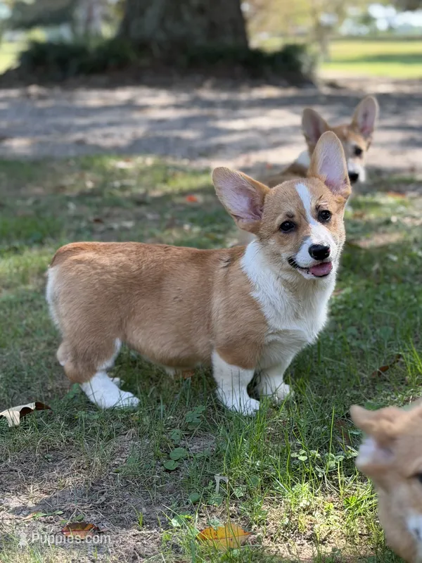 KF 2 – Pembroke Welsh Corgi puppy for sale in Spring Hope, NC