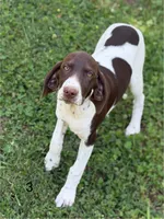 Diane, a female German Shorthaired Pointer for sale in Spring Hope, NC – 2 of 5