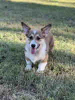 Phineas, a male Pembroke Welsh Corgi for sale in Spring Hope, NC – 3 of 5