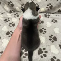 Ursula M2, a male Swedish Vallhund for sale in Spring Hope, NC – Photo 4 of 7