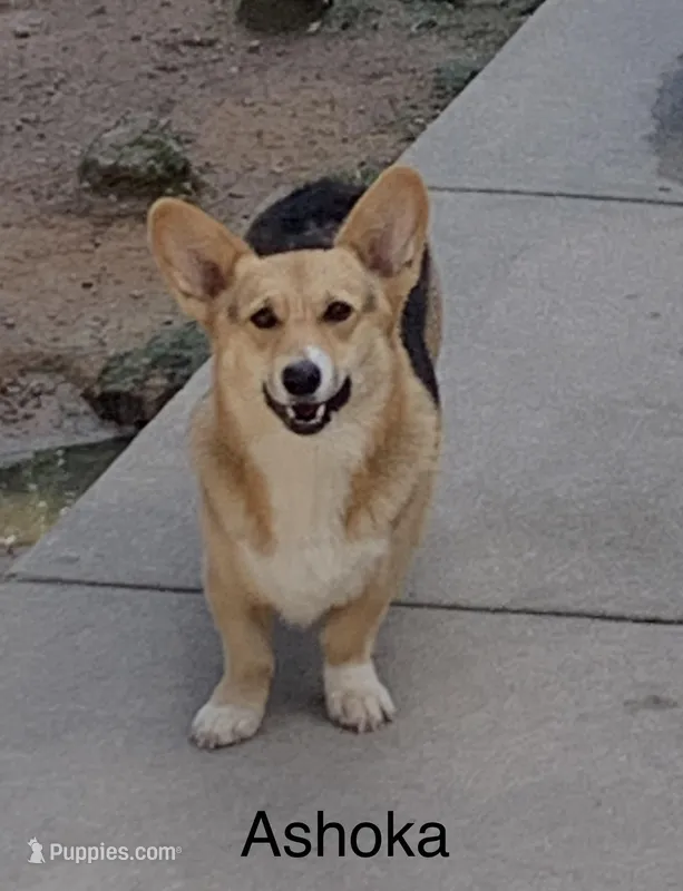 Ashoka – Pembroke Welsh Corgi puppy for sale in Spring Hope, NC