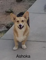 Ashoka, a female Pembroke Welsh Corgi for sale in Spring Hope, NC – 1 of 1