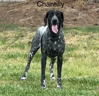 Beth, a female German Shorthaired Pointer for sale in Spring Hope, NC – 4 of 5