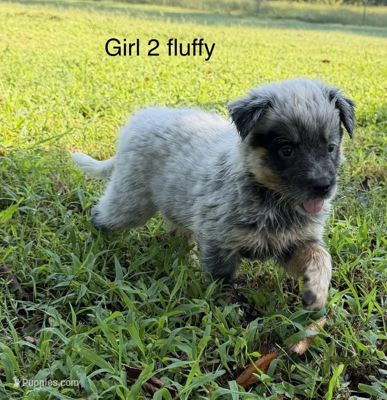 River G 2 fluffy  – Australian Cattle Dog puppy for sale in Spring Hope, NC