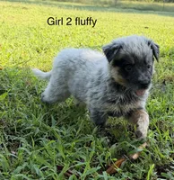 River G 2 fluffy , a female Australian Cattle Dog for sale in Spring Hope, NC – 1 of 6