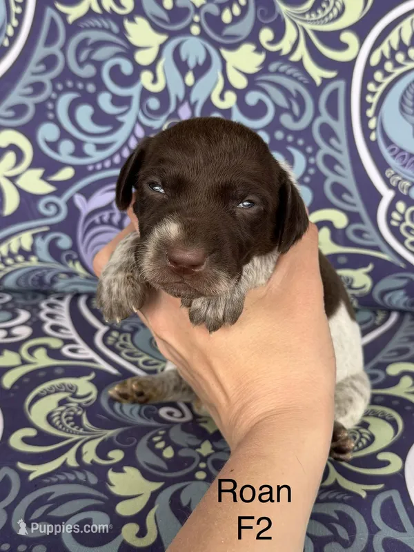 Liver roan F2, a female German Shorthaired Pointer for sale in Spring Hope, NC – Photo 1 of 4