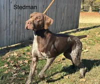 Liver roan F2, a female German Shorthaired Pointer for sale in Spring Hope, NC – Photo 4 of 4