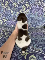 Liver roan F2, a female German Shorthaired Pointer for sale in Spring Hope, NC – Photo 2 of 4