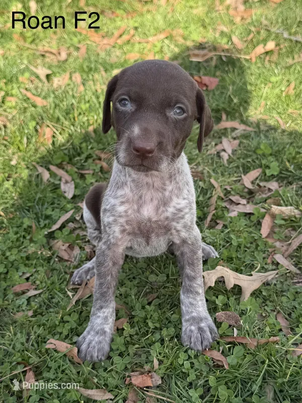 Liver roan F2