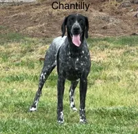 Liver roan F2, a female German Shorthaired Pointer for sale in Spring Hope, NC – Photo 3 of 4