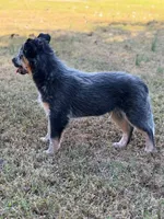 Tango, a male Australian Cattle Dog for sale in Spring Hope, NC – 3 of 6