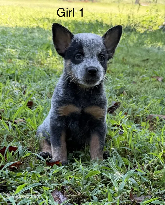 River G1 – Australian Cattle Dog puppy for sale in Spring Hope, NC