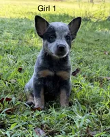 River G1, a female Australian Cattle Dog for sale in Spring Hope, NC – 1 of 6