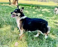 Rose, a female Pembroke Welsh Corgi for sale in Spring Hope, NC – 7 of 7