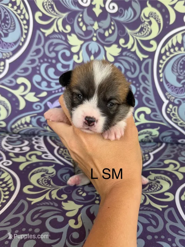 LM sable – Pembroke Welsh Corgi puppy for sale in Spring Hope, NC
