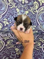 LM sable, a male Pembroke Welsh Corgi for sale in Spring Hope, NC – 1 of 5