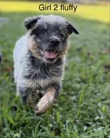 River G 2 fluffy , a female Australian Cattle Dog for sale in Spring Hope, NC – 2 of 6