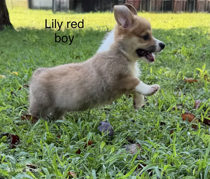 LM 1 – Pembroke Welsh Corgi puppy for sale in Spring Hope, NC