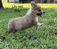 LM 1, a male Pembroke Welsh Corgi for sale in Spring Hope, NC – 1 of 4