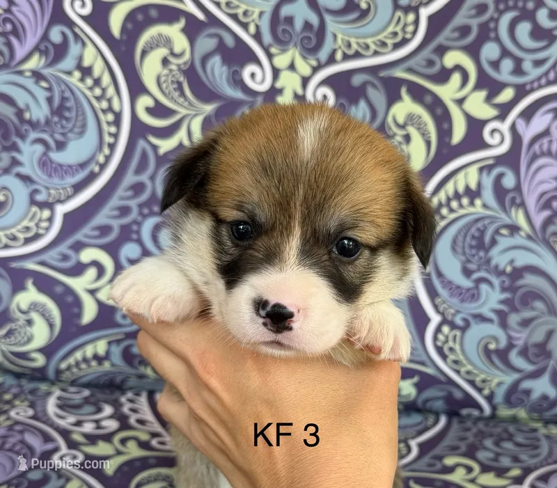 KF3 – Pembroke Welsh Corgi puppy for sale in Spring Hope, NC