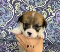 KF3, a female Pembroke Welsh Corgi for sale in Spring Hope, NC – 3 of 7