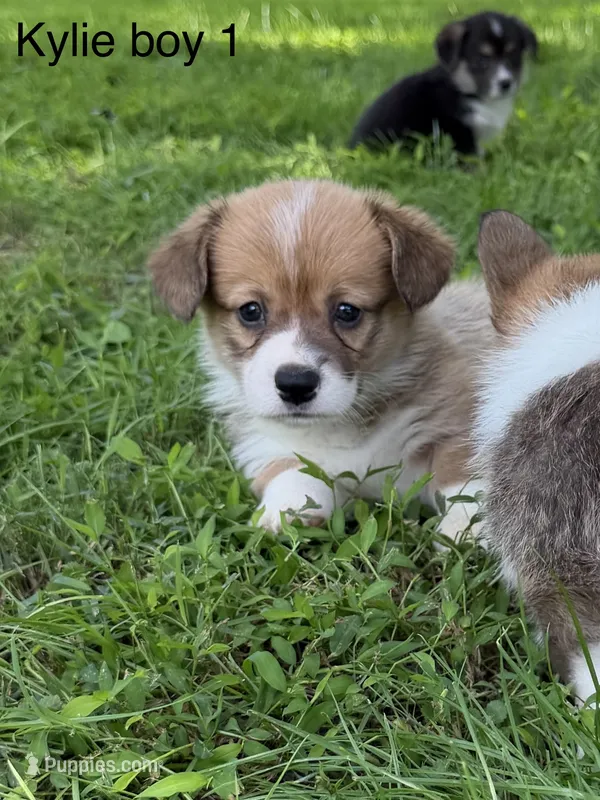 KM1 – Pembroke Welsh Corgi puppy for sale in Spring Hope, NC