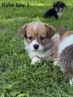 KM1, a male Pembroke Welsh Corgi for sale in Spring Hope, NC – 1 of 8