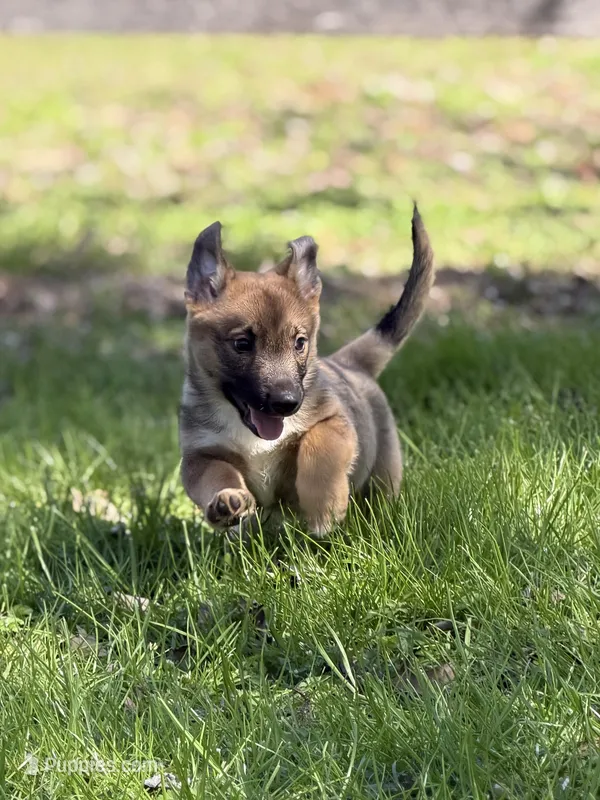 Padme M 2 – Swedish Vallhund puppy for sale in Spring Hope, NC