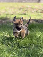 Padme M 2, a male Swedish Vallhund for sale in Spring Hope, NC – Photo 1 of 3