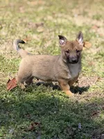 Padme M 2, a male Swedish Vallhund for sale in Spring Hope, NC – Photo 3 of 3