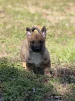 Padme M 2, a male Swedish Vallhund for sale in Spring Hope, NC – Photo 2 of 3