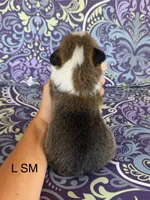 LM sable, a male Pembroke Welsh Corgi for sale in Spring Hope, NC – 2 of 5