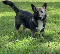 Rae F2, a female Swedish Vallhund for sale in Spring Hope, NC – Photo 2 of 6