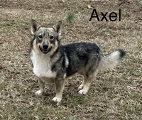 Rae F2, a female Swedish Vallhund for sale in Spring Hope, NC – Photo 6 of 6