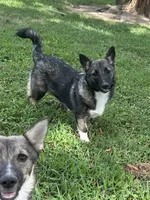 Rae F2, a female Swedish Vallhund for sale in Spring Hope, NC – Photo 3 of 6