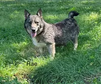 Rae F2, a female Swedish Vallhund for sale in Spring Hope, NC – Photo 5 of 6