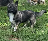 Rae F2, a female Swedish Vallhund for sale in Spring Hope, NC – Photo 1 of 6