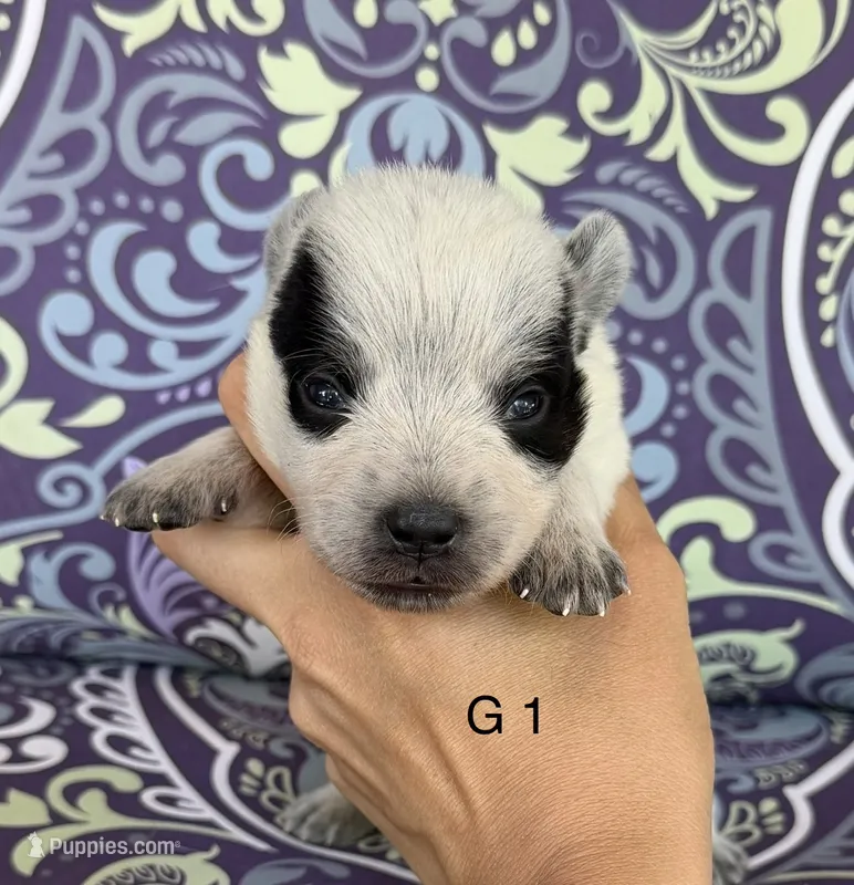 River G1 – Australian Cattle Dog puppy for sale in Spring Hope, NC