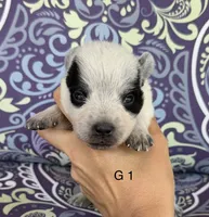River G1, a female Australian Cattle Dog for sale in Spring Hope, NC – 1 of 4