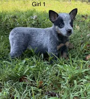 River G1, a female Australian Cattle Dog for sale in Spring Hope, NC – 2 of 6