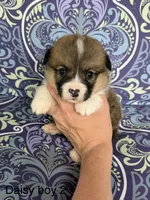 Daisy M2, a male Pembroke Welsh Corgi for sale in Spring Hope, NC – 1 of 4