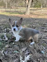 L RF, a female Pembroke Welsh Corgi for sale in Spring Hope, NC – Photo 2 of 4