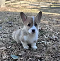L RF, a female Pembroke Welsh Corgi for sale in Spring Hope, NC – Photo 1 of 4