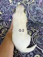 River G 2, a female Australian Cattle Dog for sale in Spring Hope, NC – 2 of 4