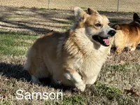 Kylie G2, a female Pembroke Welsh Corgi for sale in Spring Hope, NC – 4 of 7