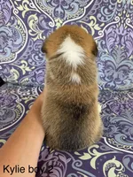 KM2, a male Pembroke Welsh Corgi for sale in Spring Hope, NC – 4 of 7