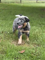 River G 2 , a female Australian Cattle Dog for sale in Spring Hope, NC – 1 of 6