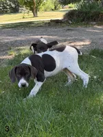 Patched ticked F3, a female German Shorthaired Pointer for sale in Spring Hope, NC – 1 of 8