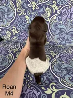 Liver roan M4, a male German Shorthaired Pointer for sale in Spring Hope, NC – Photo 2 of 4