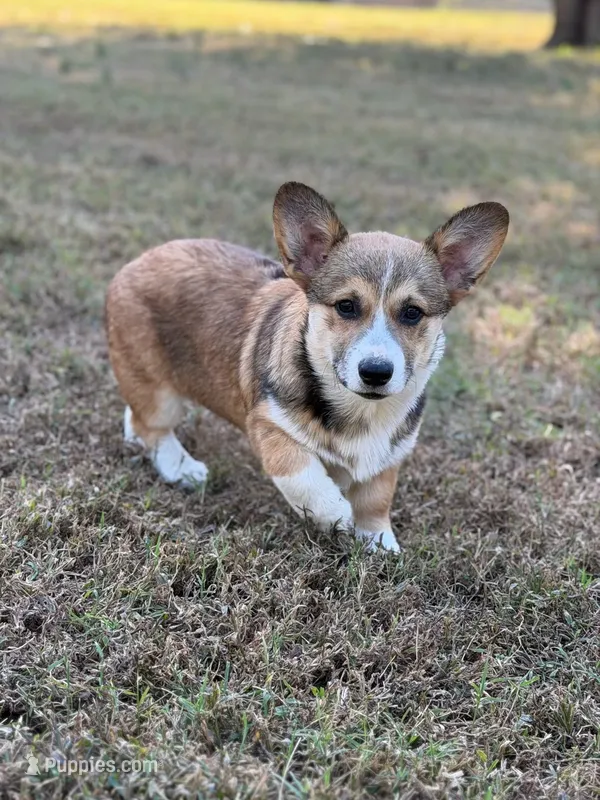 Rose – Pembroke Welsh Corgi puppy for sale in Spring Hope, NC
